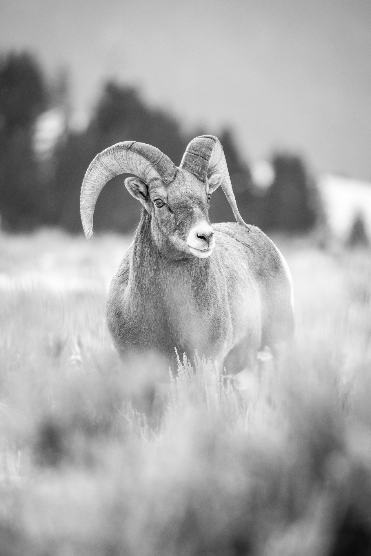 A bighorn ram standing in tall grass, its large curved horns arching over its head, with blurred trees and hills in the background.