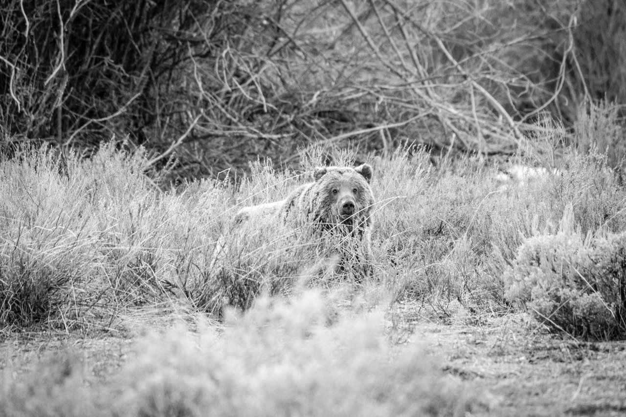 A grizzly bear laying down in the sage brush at Grand Teton National Park.