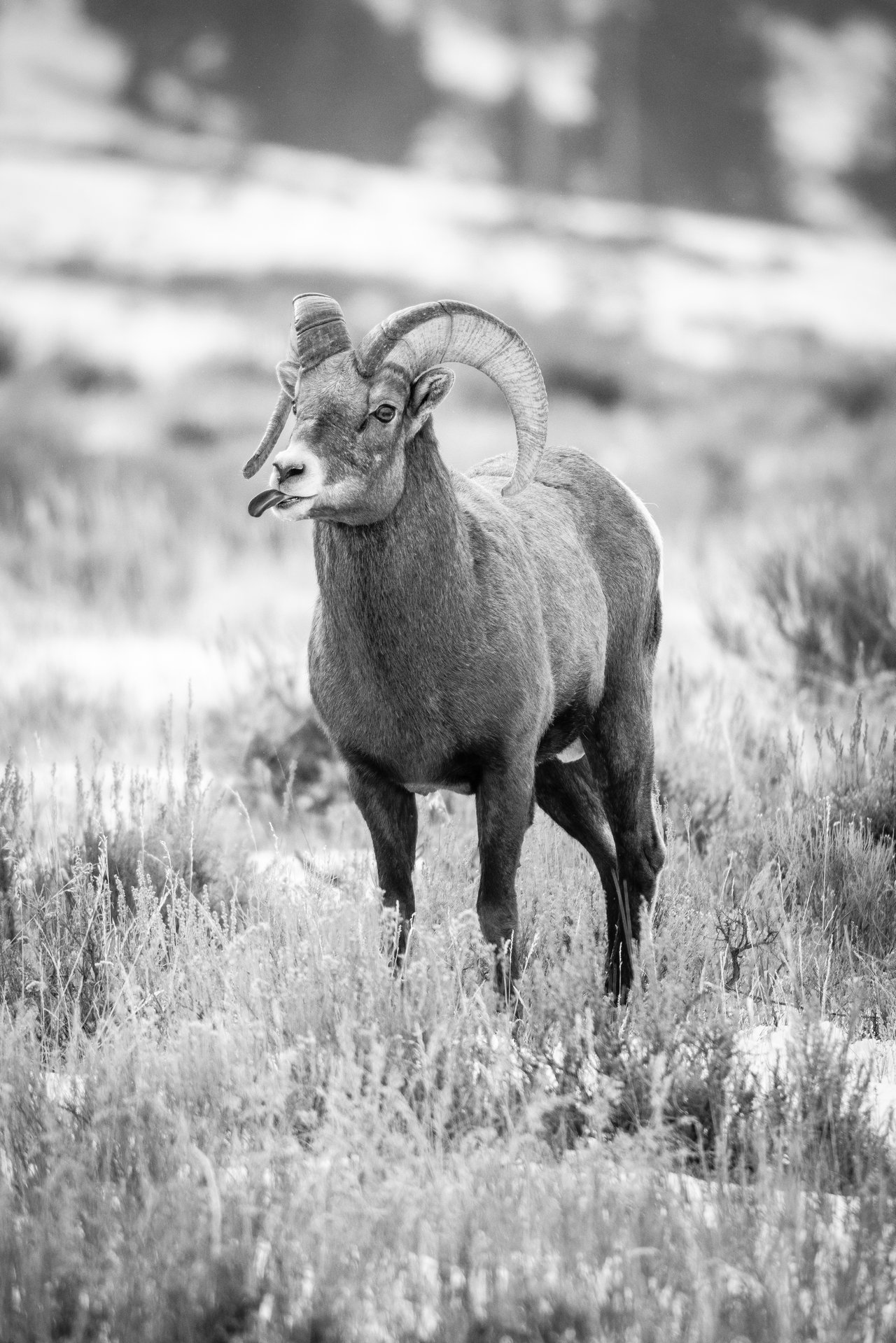 A bighorn ram standing in tall grass partially covered in snow, facing slightly left, with his tongue sticking out.