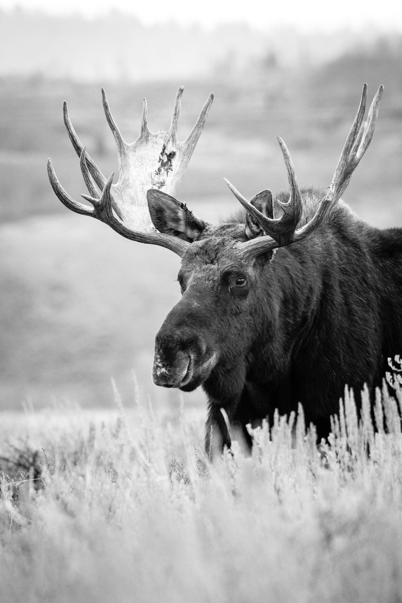 A bull moose standing among the sagebrush at Antelope Flats.