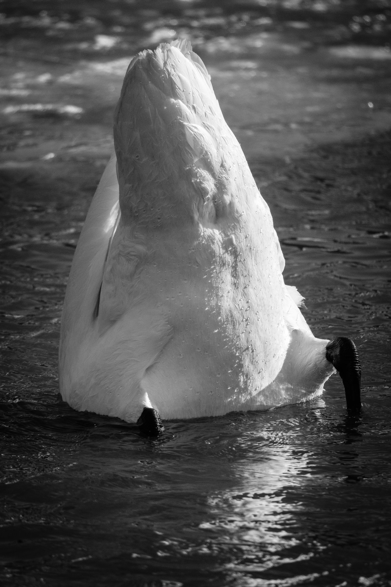 A trumpeter swan's butt, covered in water droplets, pointing up while the swan has its head submerged underwater, foraging.