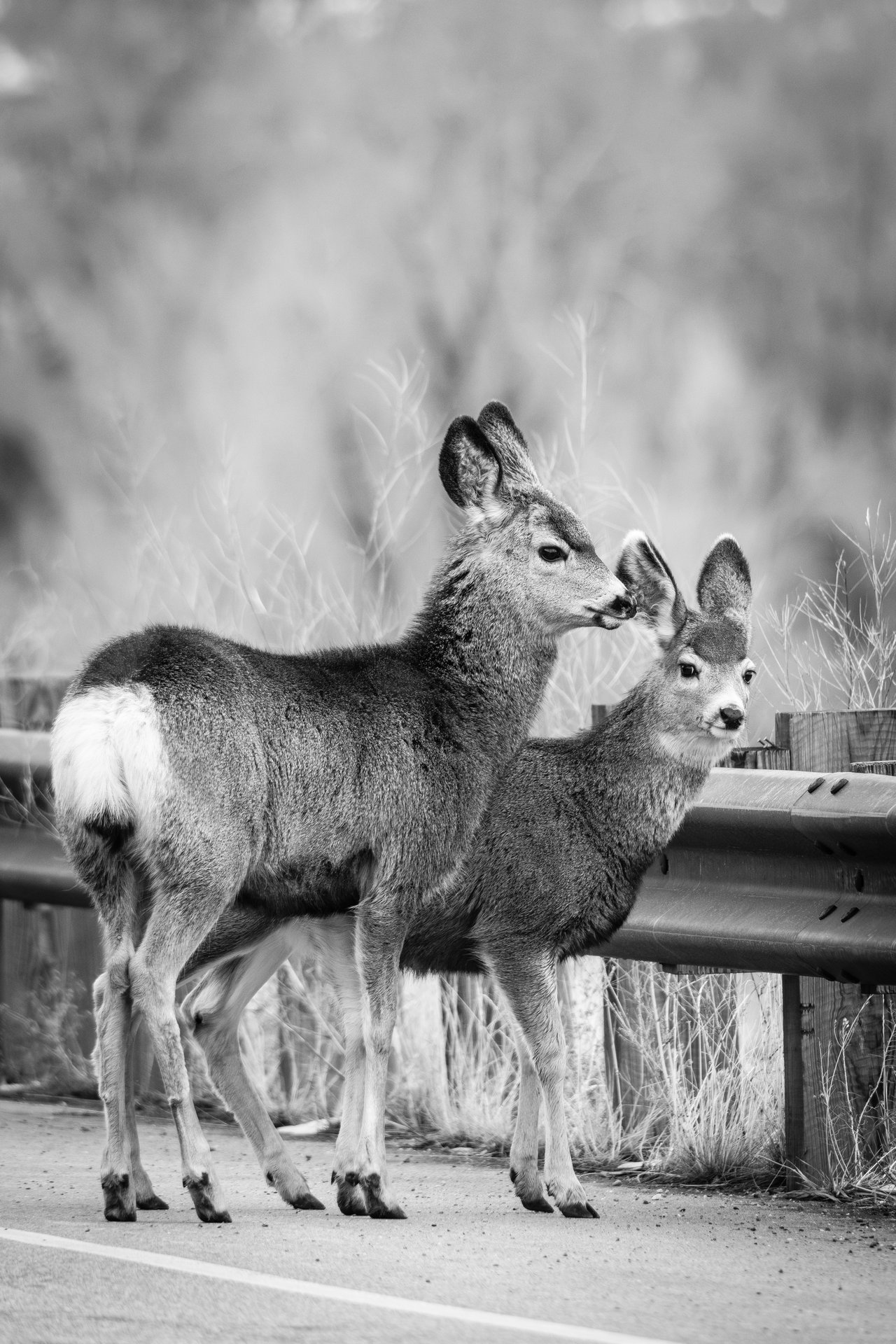 Two mule deer standing side by side on a paved road next to a metal guardrail.