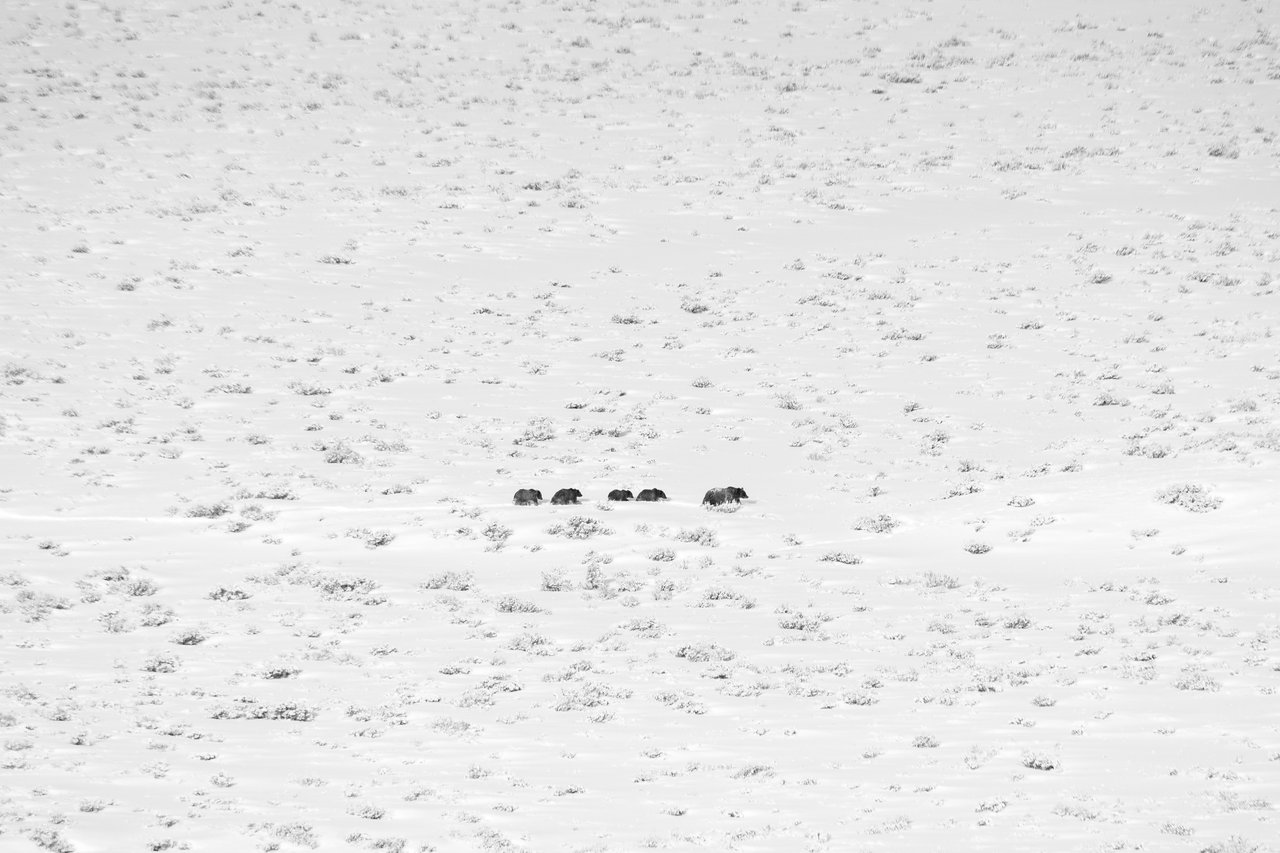Grizzly 399 and her four cubs walking in snow-covered sagebrush.