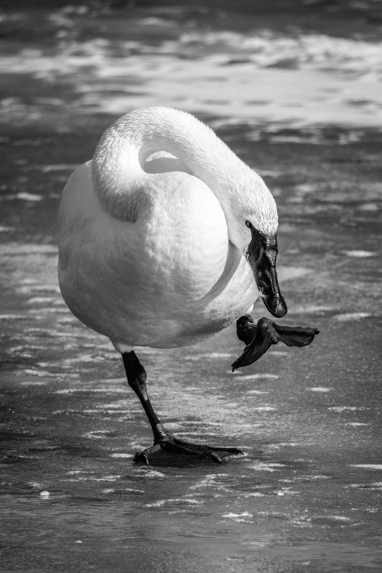 A trumpeter swan standing on one leg on a frozen creek, about to scratch its head with its foot.