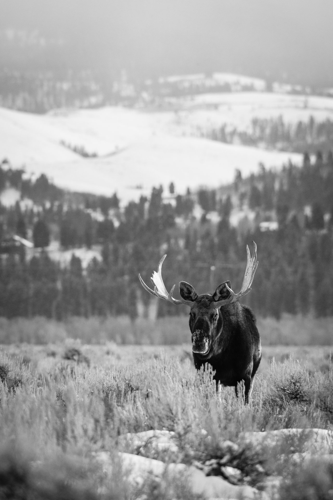 A bull moose standing in sagebrush in front of a snowy hill.