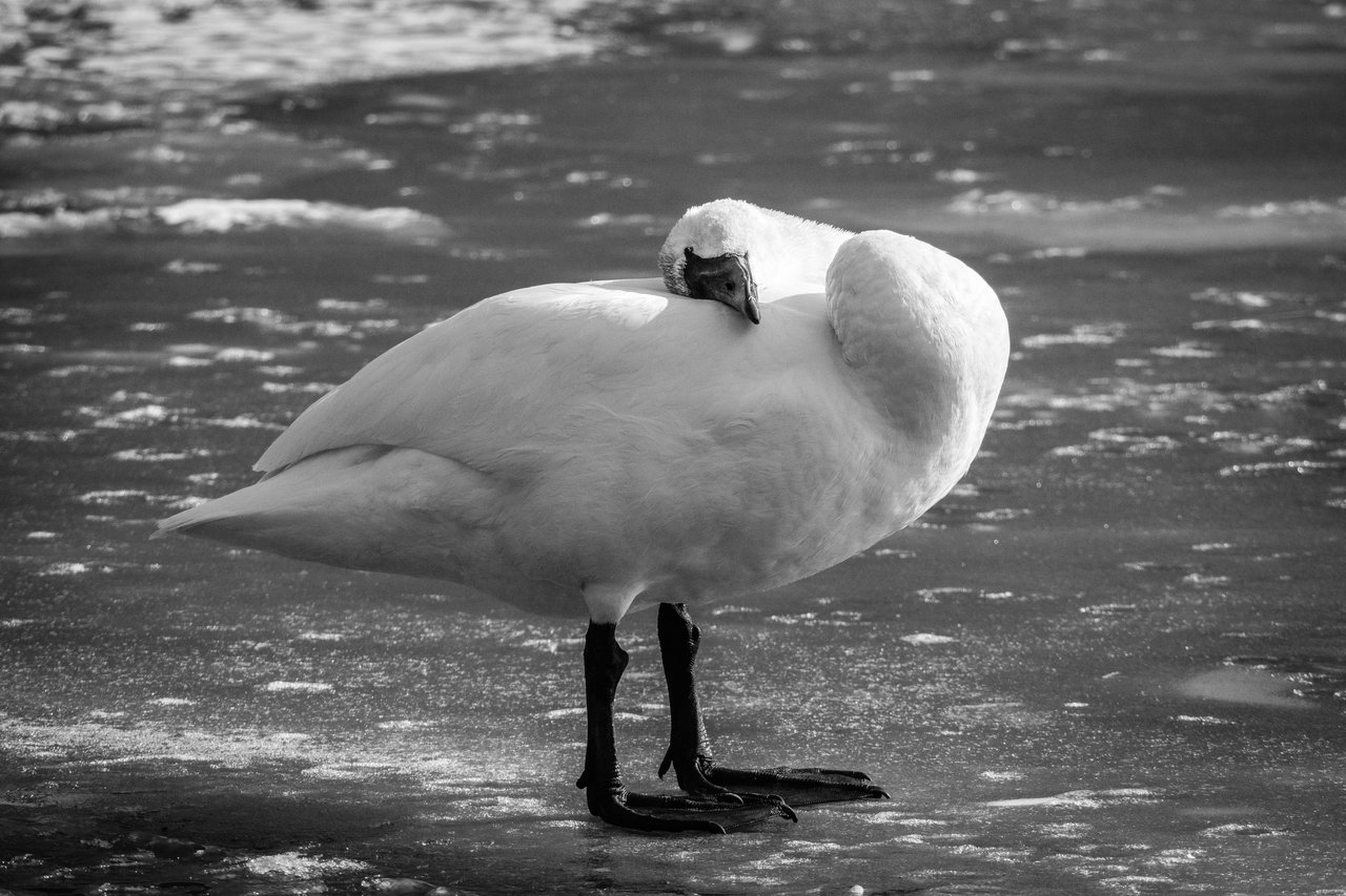 A trumpeter swan standing on a frozen creek, with its head resting on its own back as if it's a pillow.