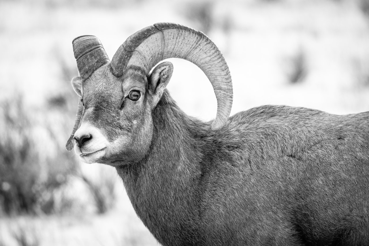 A close-up side view of a wild sheep with thick fur and large curved horns, standing outdoors with a blurred natural background.