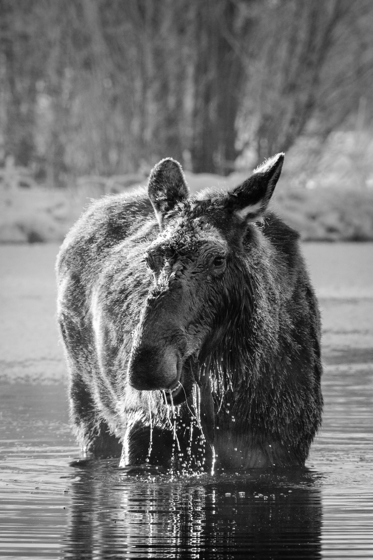 A frost-covered cow moose standing in a stream, with water pouring out of her mouth.