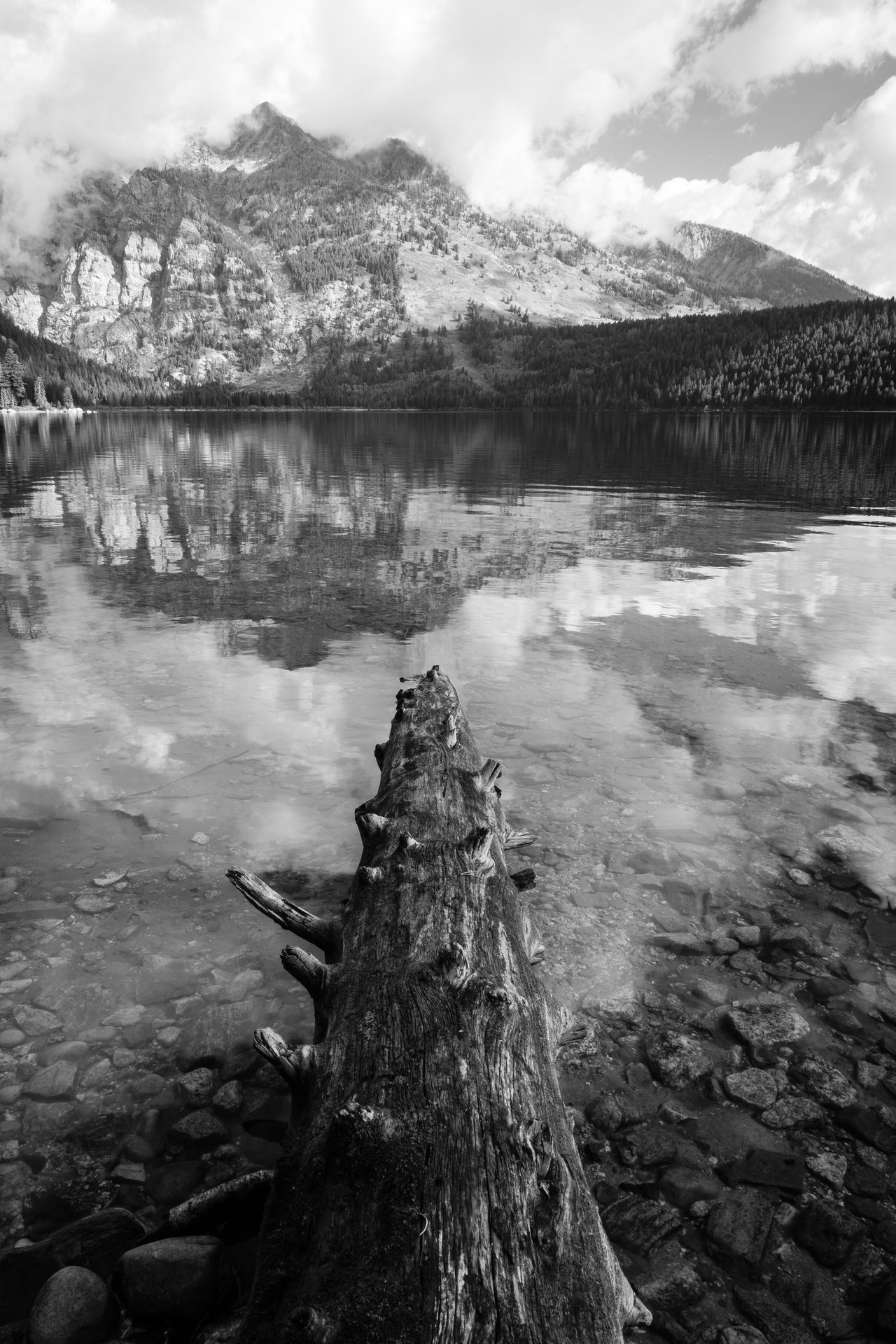 A fallen tree jutting into Phelps Lake, with Death Canyon in the background.