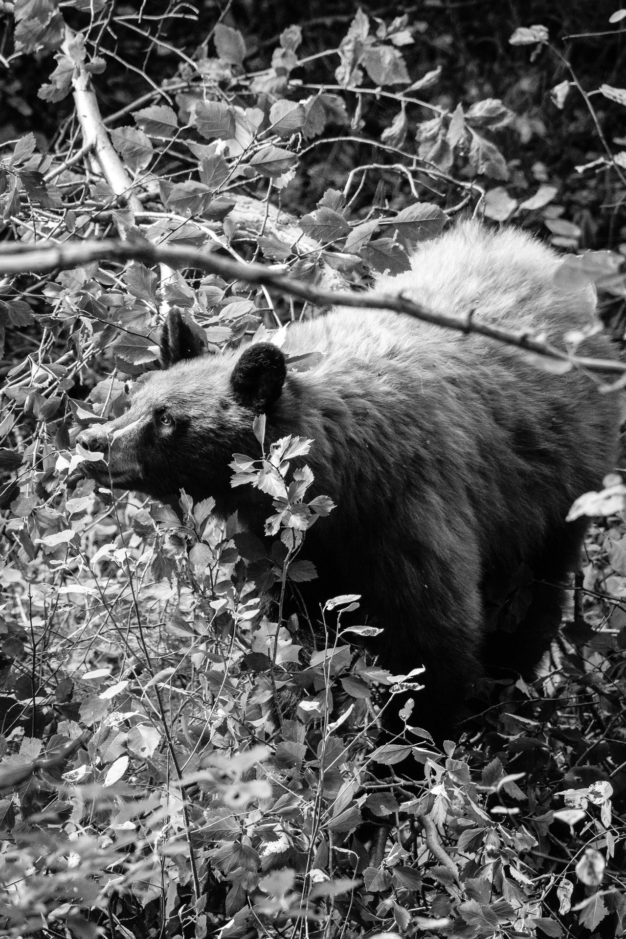 A cinnamon black bear sniffing some berry bushes.