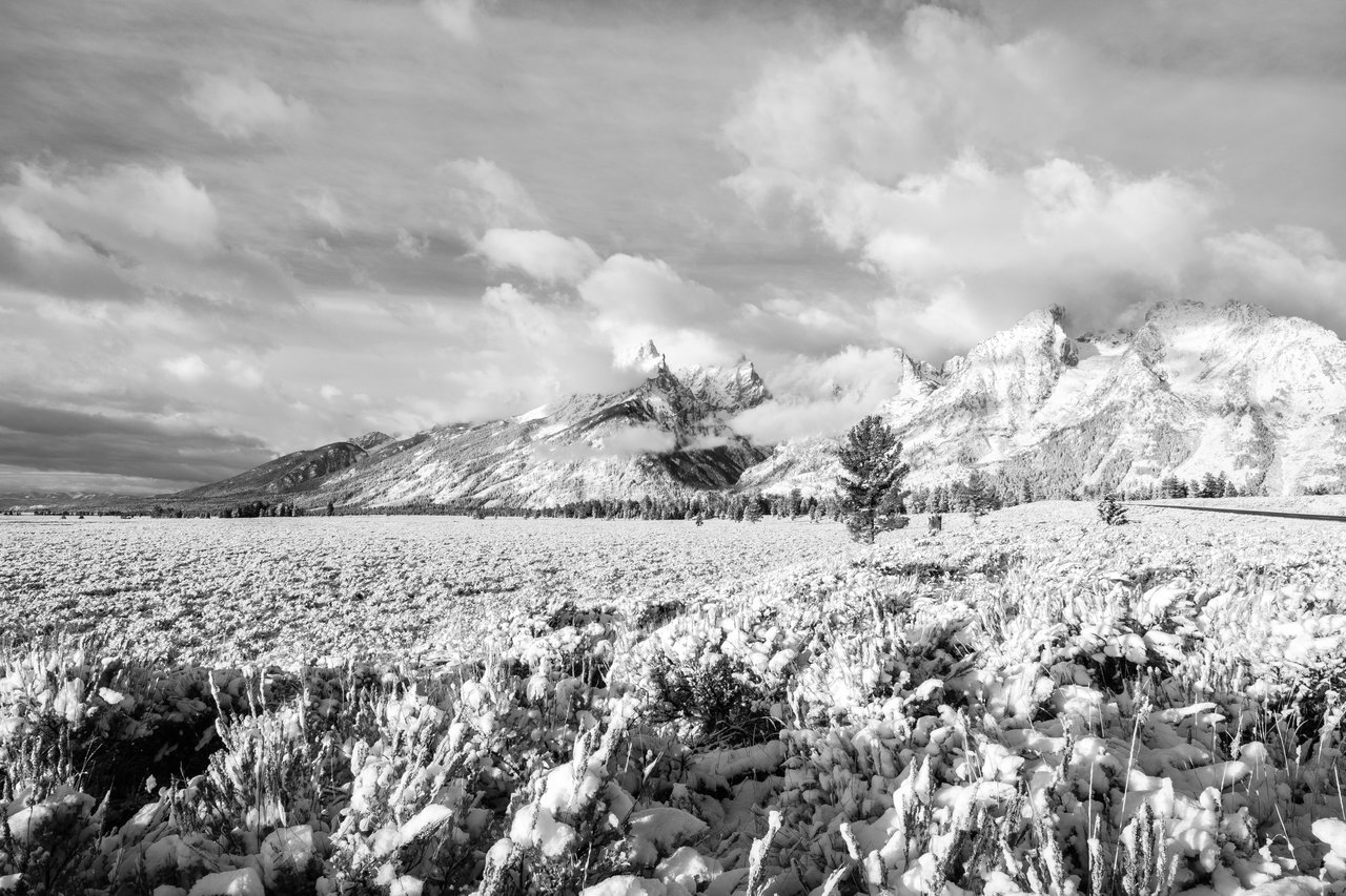 The Teton range after an early autumn snowfall. In the foreground, snow-covered sage brush.