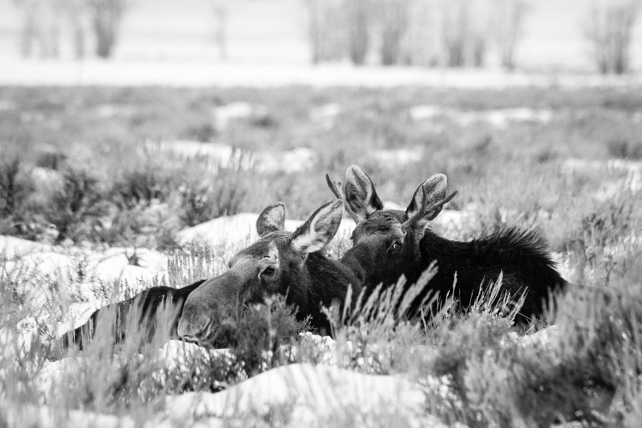 A cow moose and a bull moose bedded down in the snow-covered sagebrush of Antelope Flats.