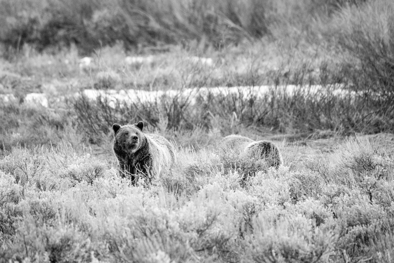 Two grizzly bears among the sage brush at Grand Teton National Park. One of them is partially hidden by the brush and the other one is looking up.
