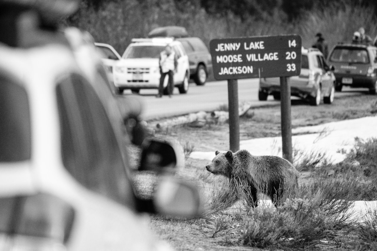 A grizzly bear cub standing in front of a sign next to a road, which is packed with cars and photographers pulled over to the side.