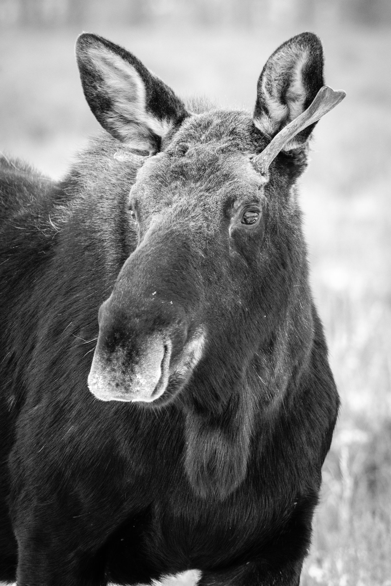 A moose with small paddles standing on the sagebrush at Antelope Flats.