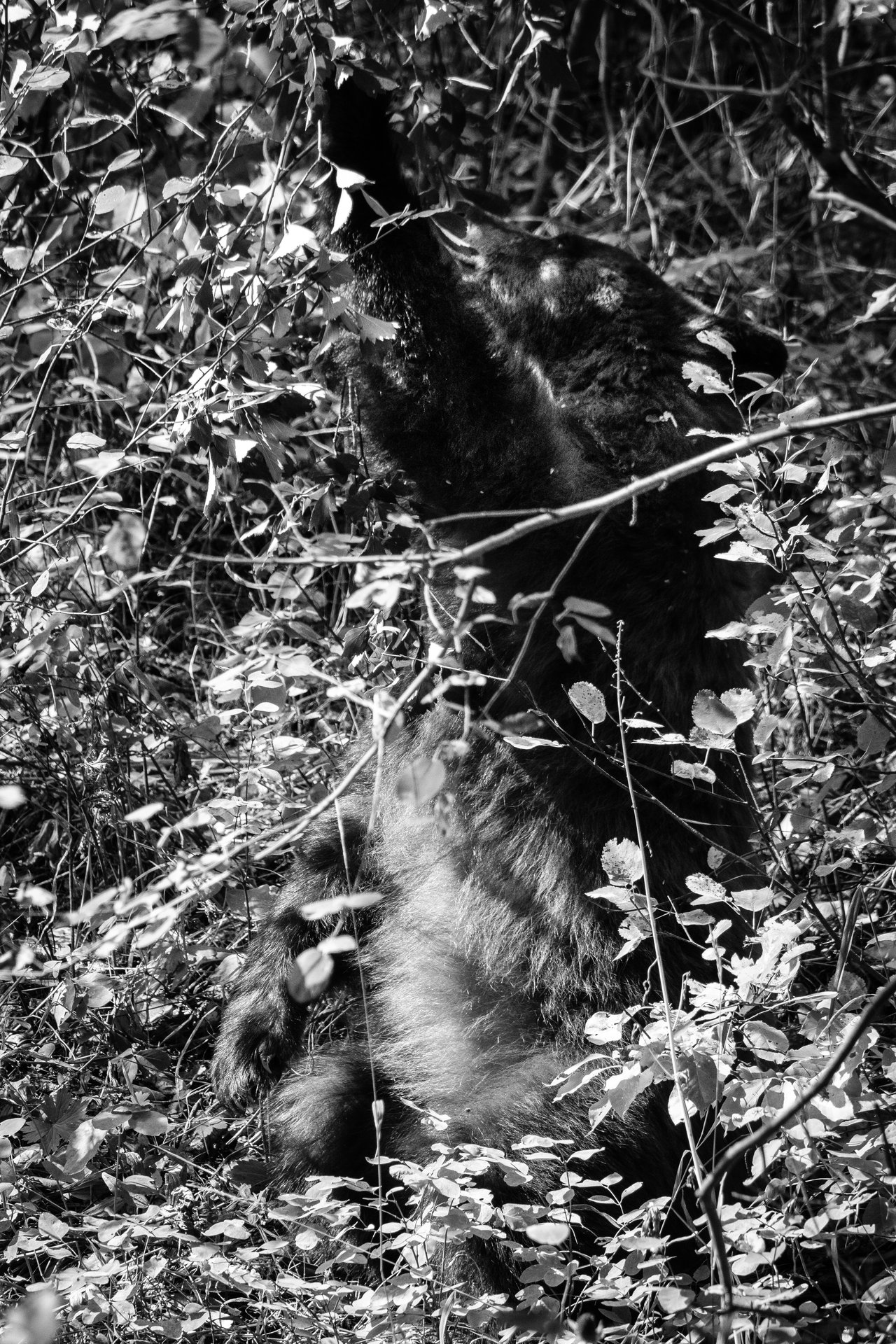 A cinnamon black bear, sitting on its haunches and reaching up to some hawthorn berries in a bush.
