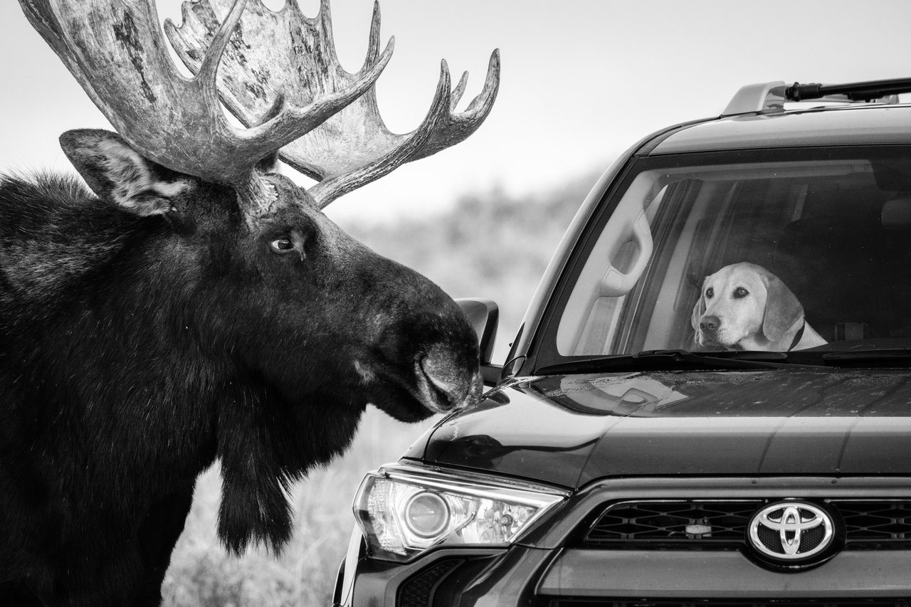 A large bull moose with huge antlers standing next to a parked Toyota 4Runner, looking at a yellow Labrador Retriever sitting on the passenger seat. The dog is looking back at the moose.