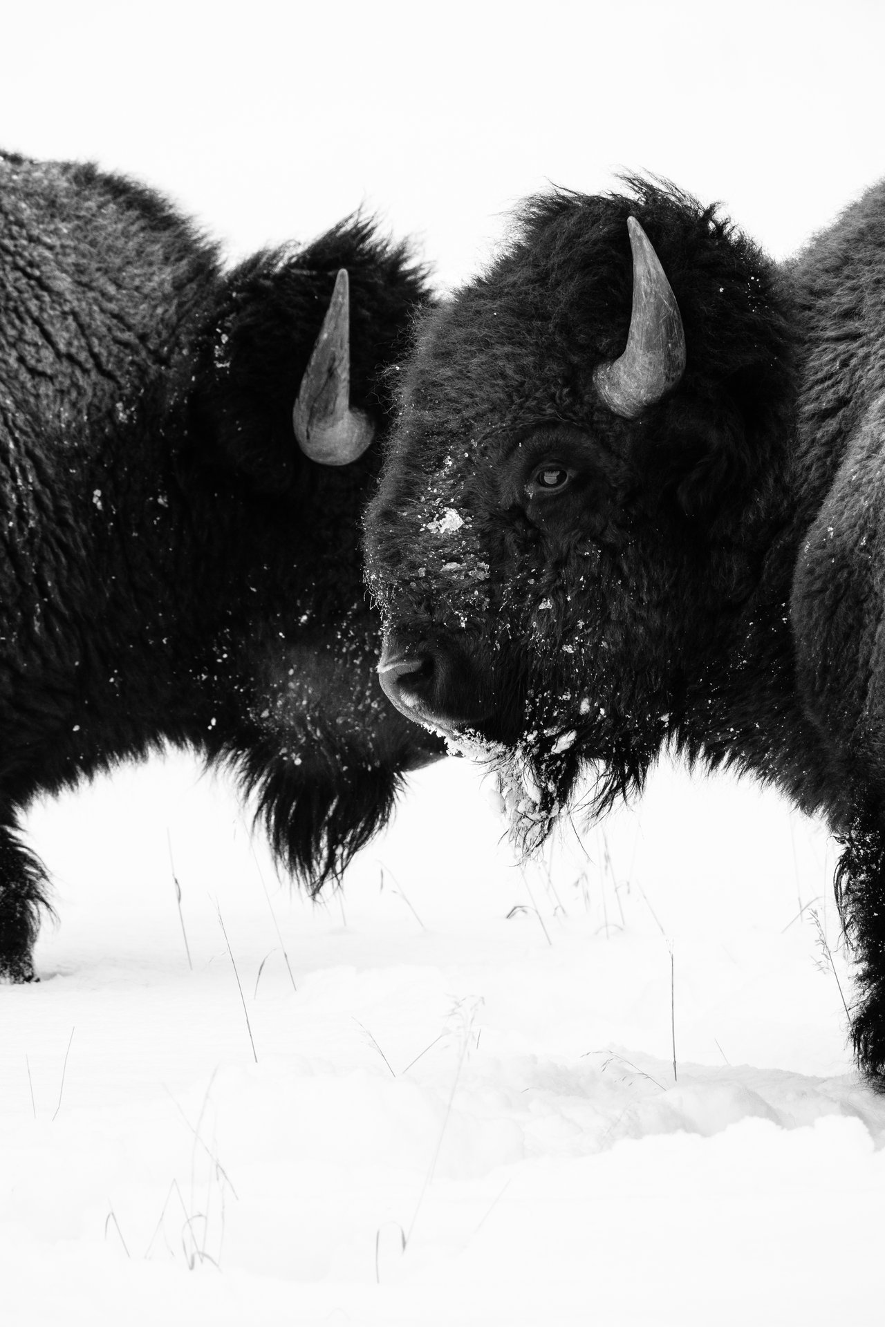 Two bison next to each other on the snow at Elk Ranch Flats.