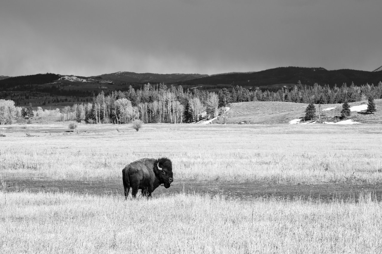 A big bison bull at Elk Ranch Flats, looking sideways at the camera. Trees and mountains are seen in the distance, as are dark clouds in the sky.