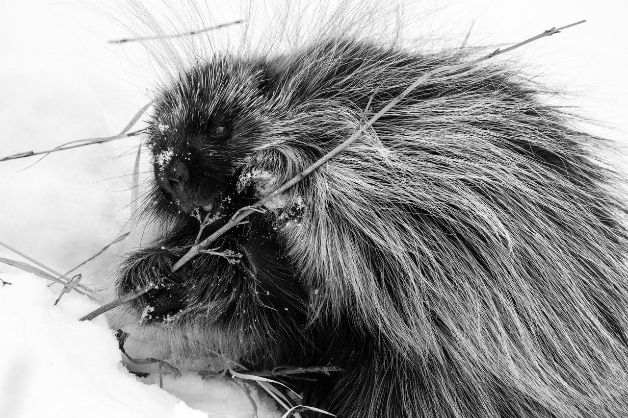 A porcupine happily munching on a branch in the snow, near Antelope Flats.