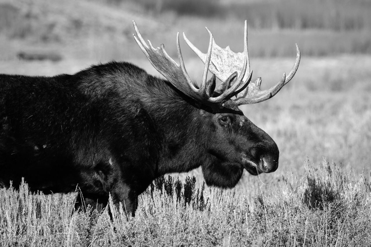 A bull moose standing on the brush of Antelope Flats while chewing some grass, in Grand Teton National Park.