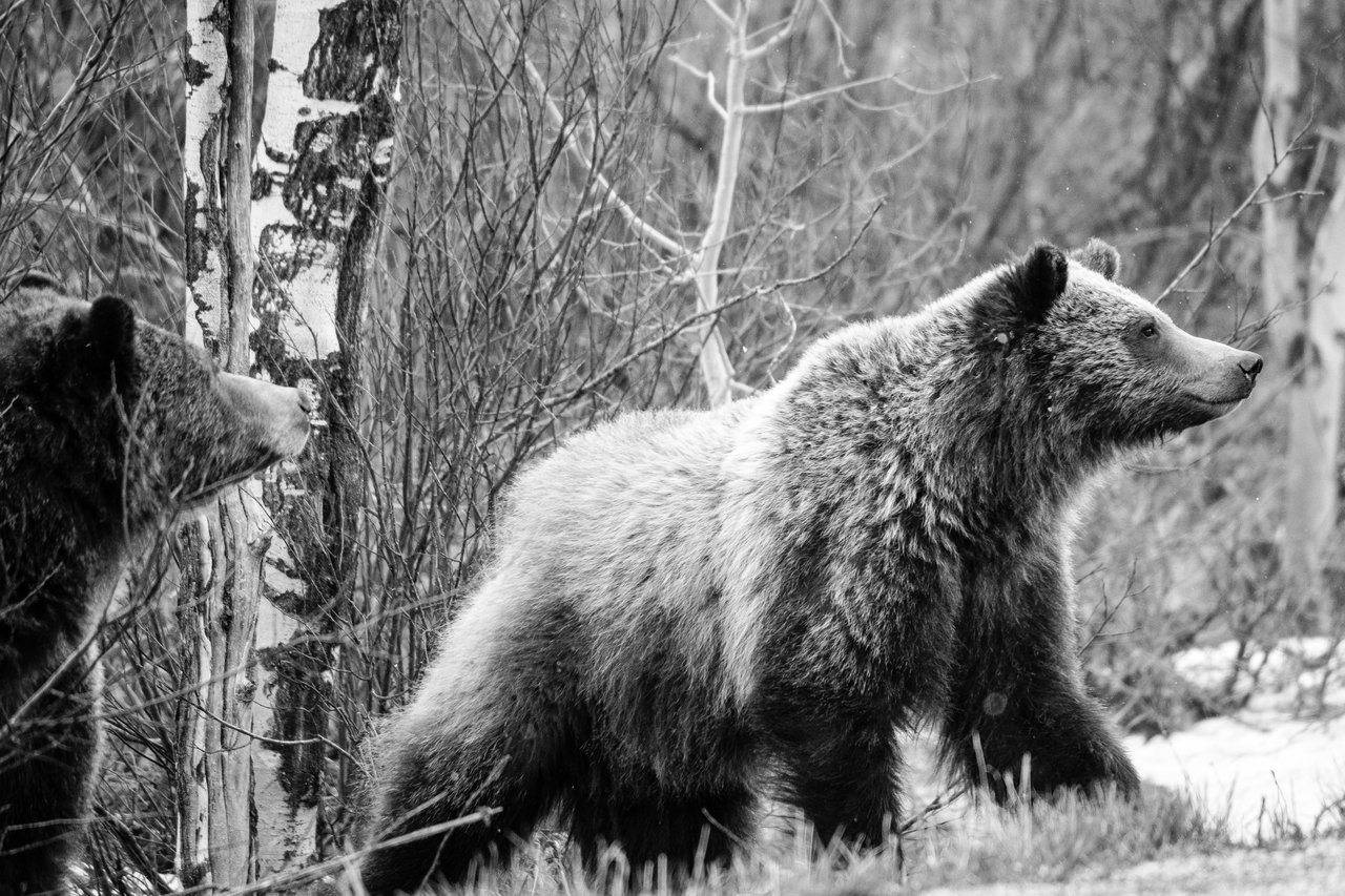 Two grizzly bear cubs standing near some aspens and brush on the side of the road.