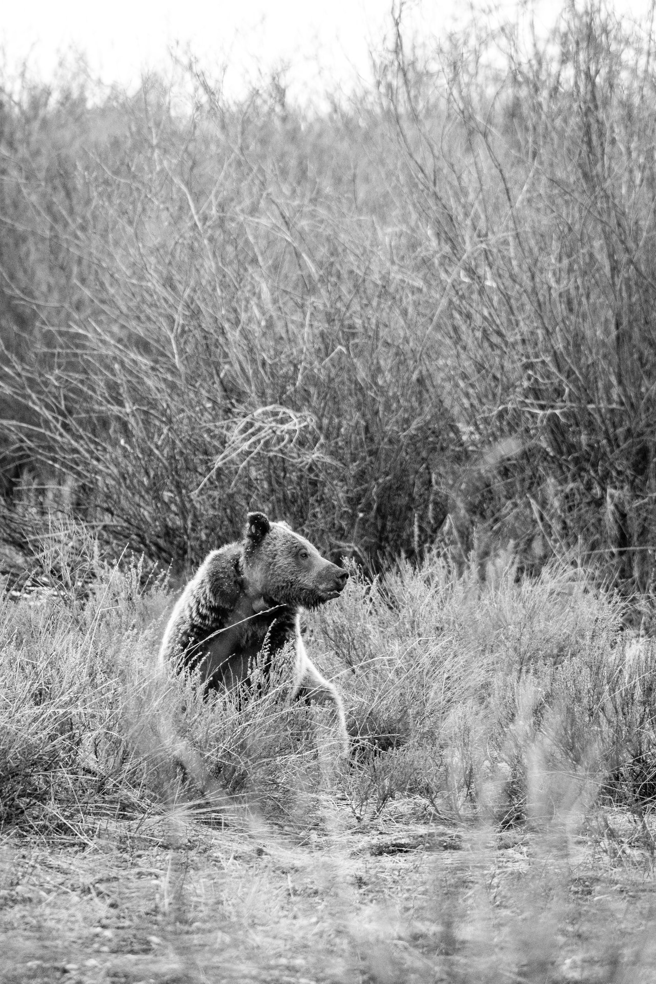 A grizzly bear wearing a tracking collar sitting in the sage brush and looking to his side.