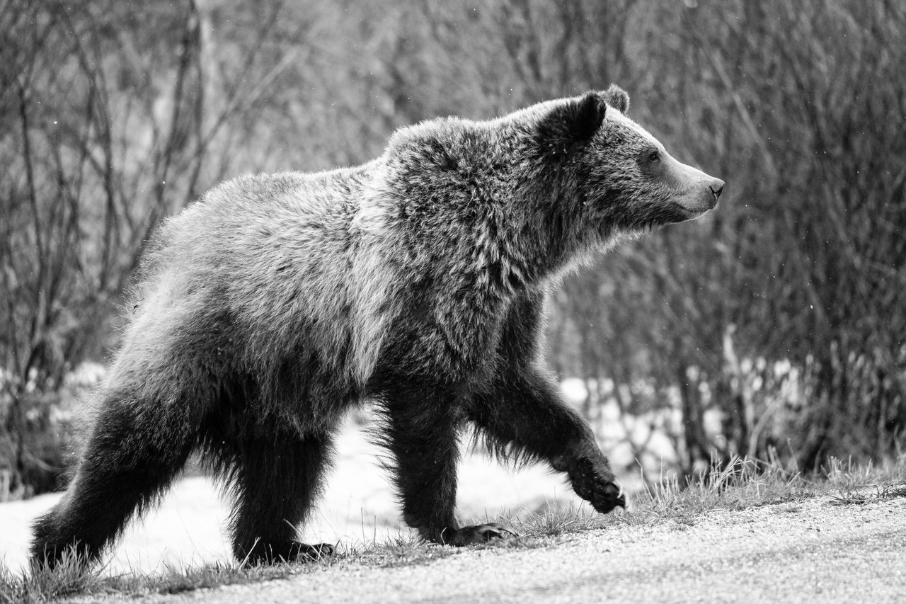 A grizzly bear cub walking on the side of a road, while it snows.