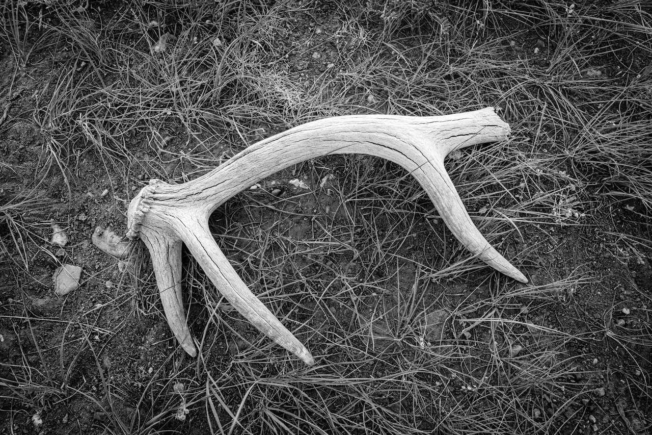A cracked, weathered antler with three points, possibly from an elk or a deer, lying on the ground among dry grass and dirt.