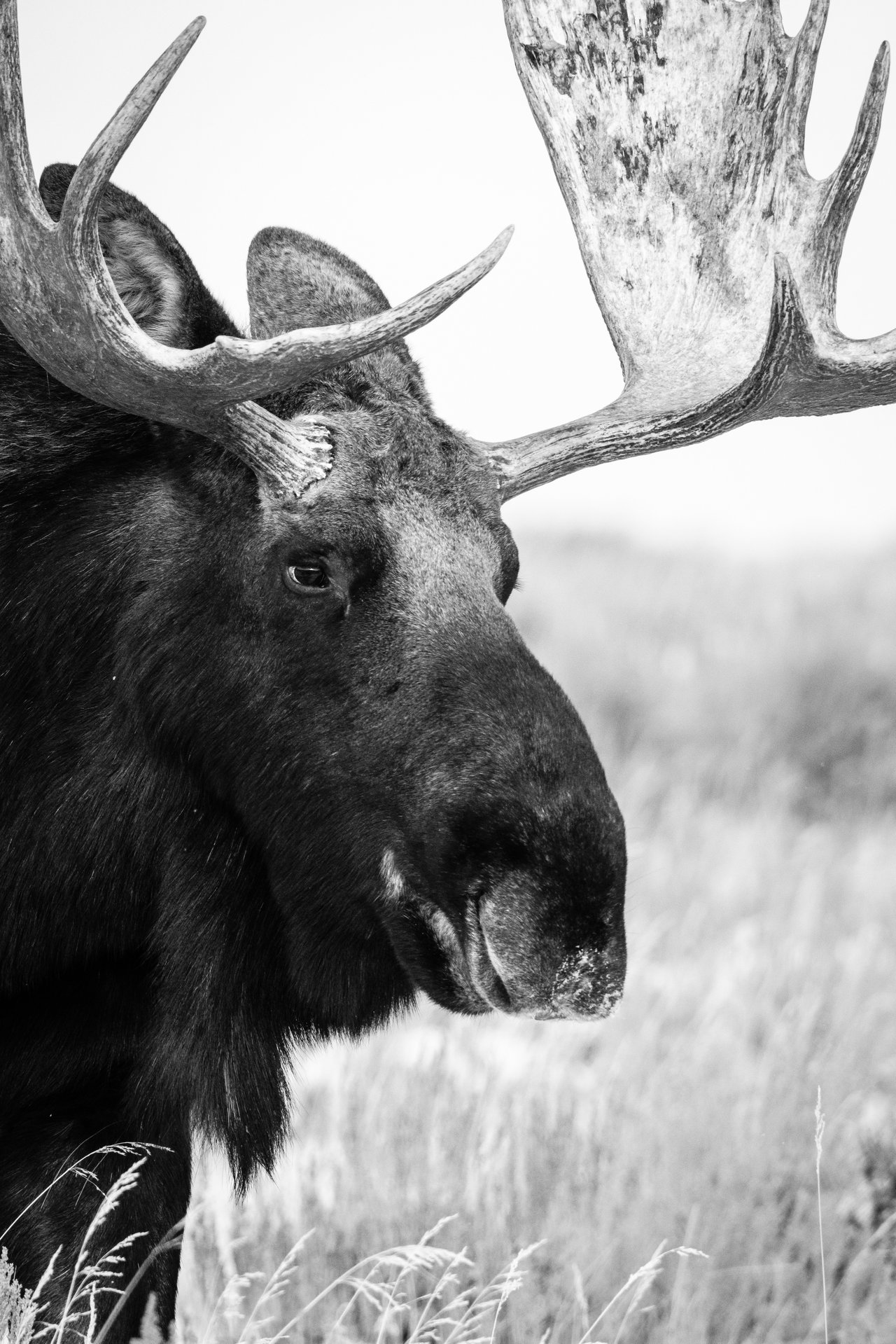 A moose standing in the brush at Antelope Flats, Grand Teton National Park.