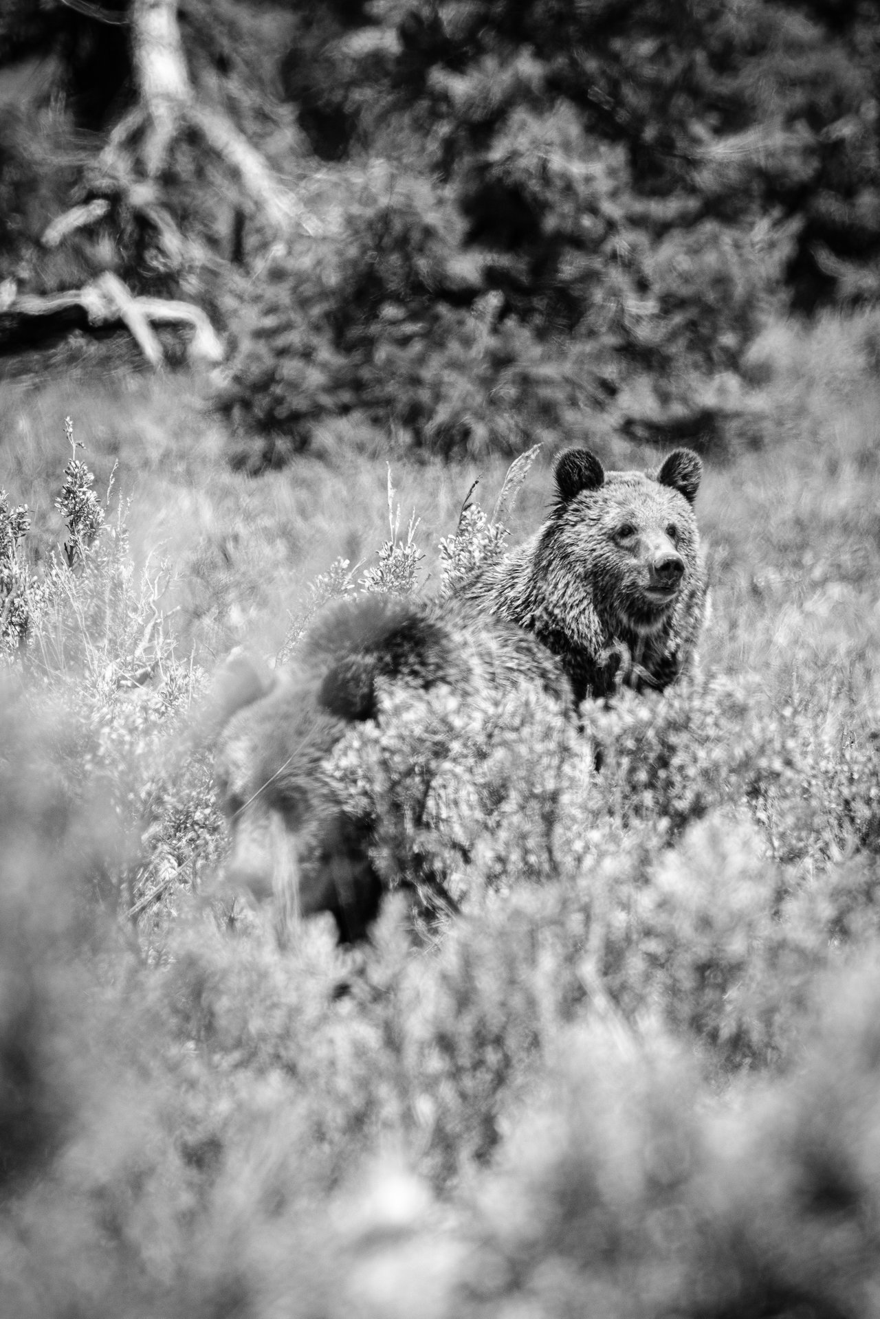 Two young grizzly bears lying down in the brush near Pilgrim Creek Road. One of them is looking up.