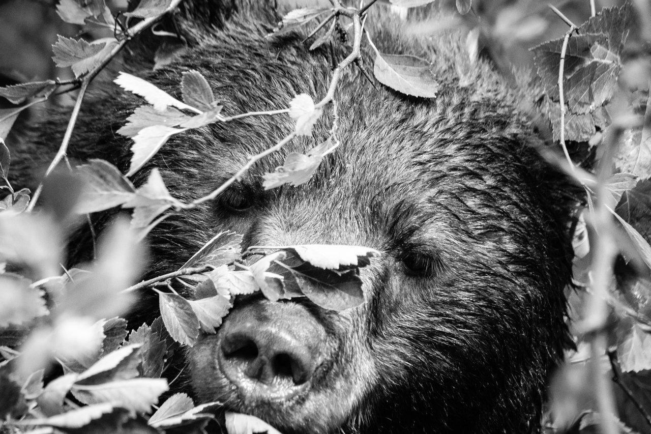 A close-up, head-on photo of a wet black bear's face in a bush.