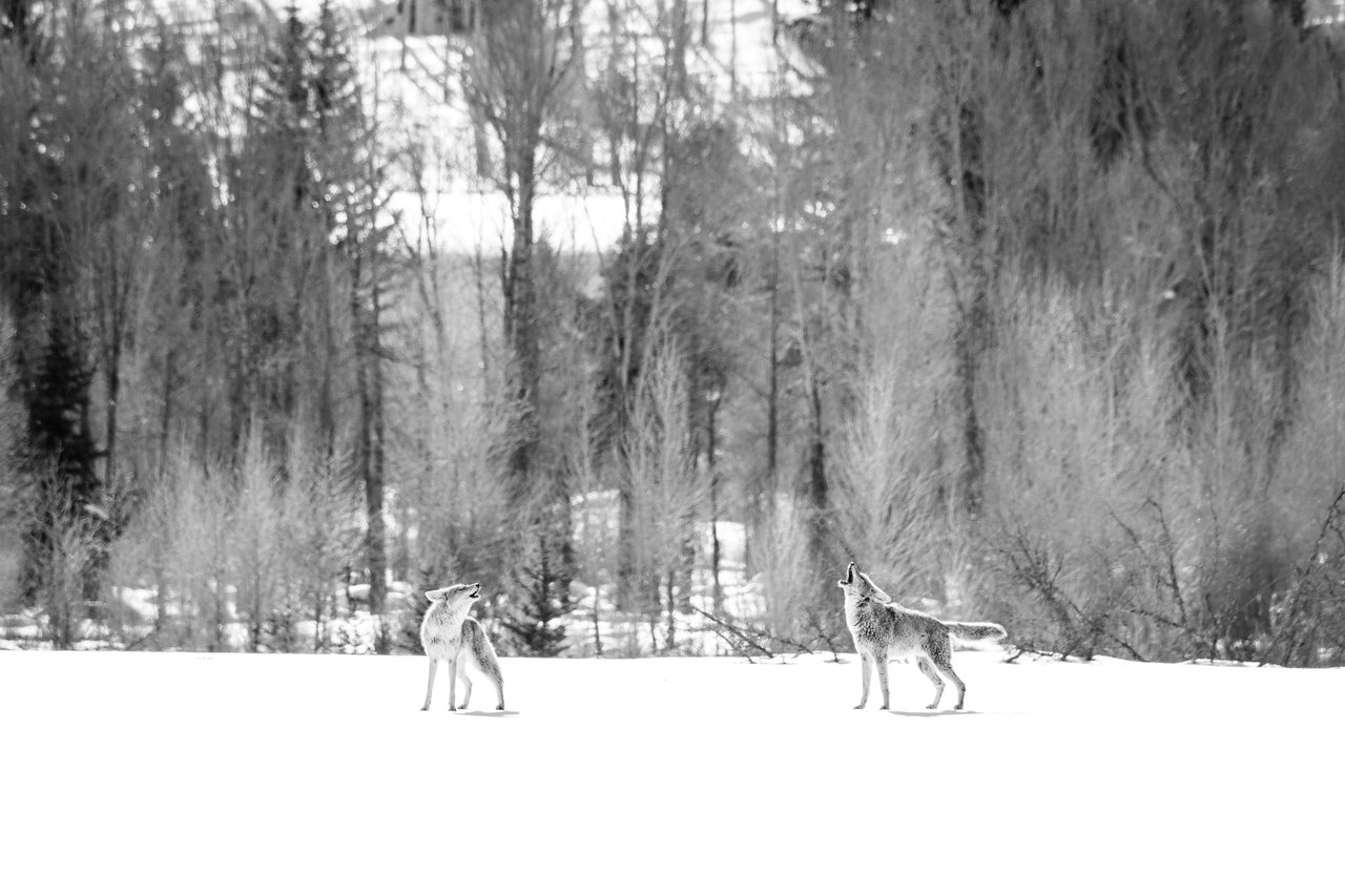 Two coyotes howling in the snow near the Gros Ventre River.
