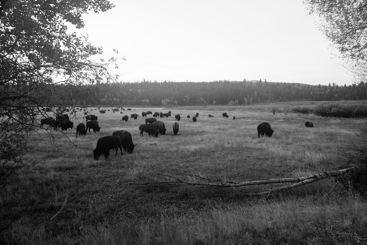 A large herd of bison seen at dawn at Grand Teton National Park.