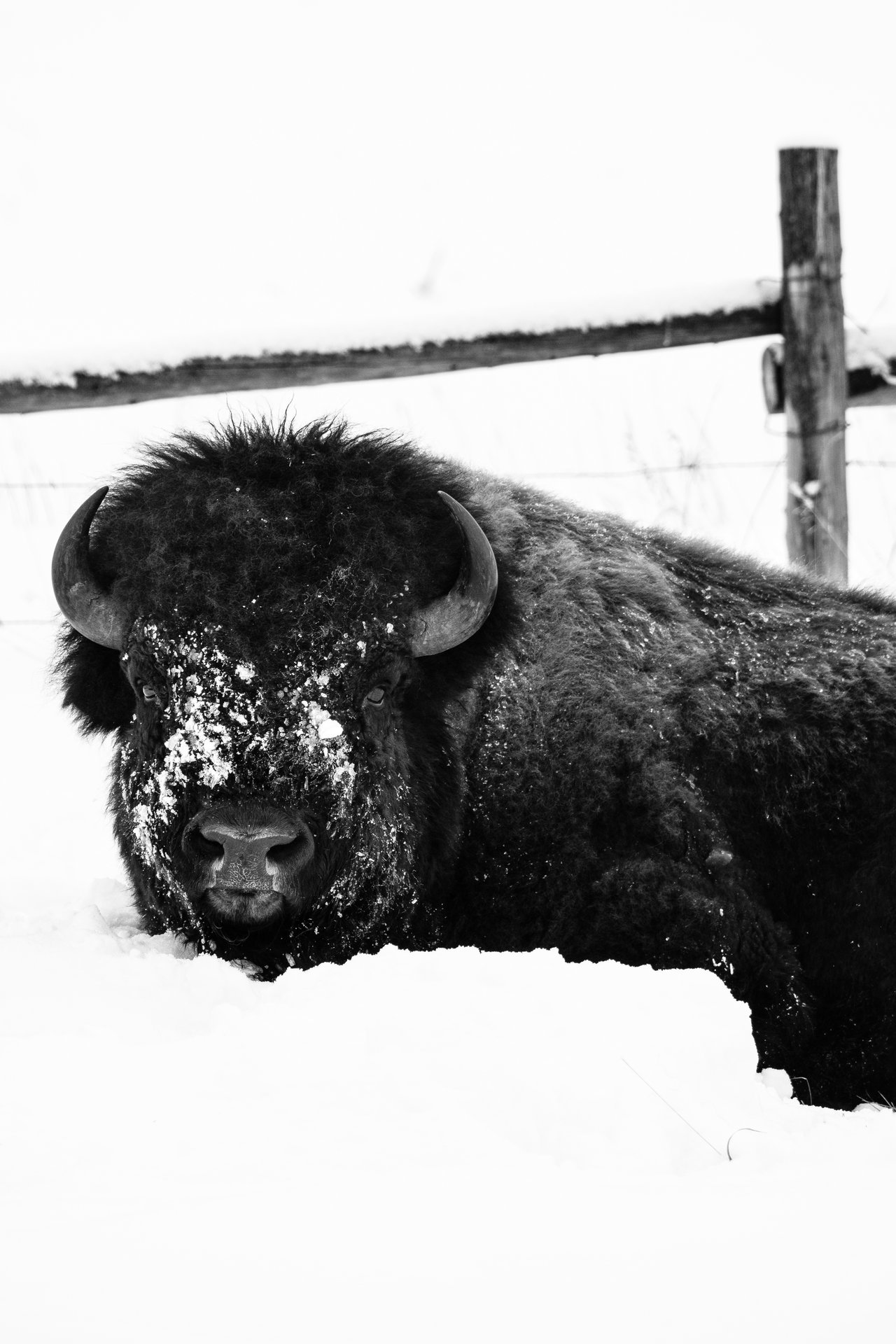 A bison lying down in the snow next to a fence at the Elk Ranch Flats.
