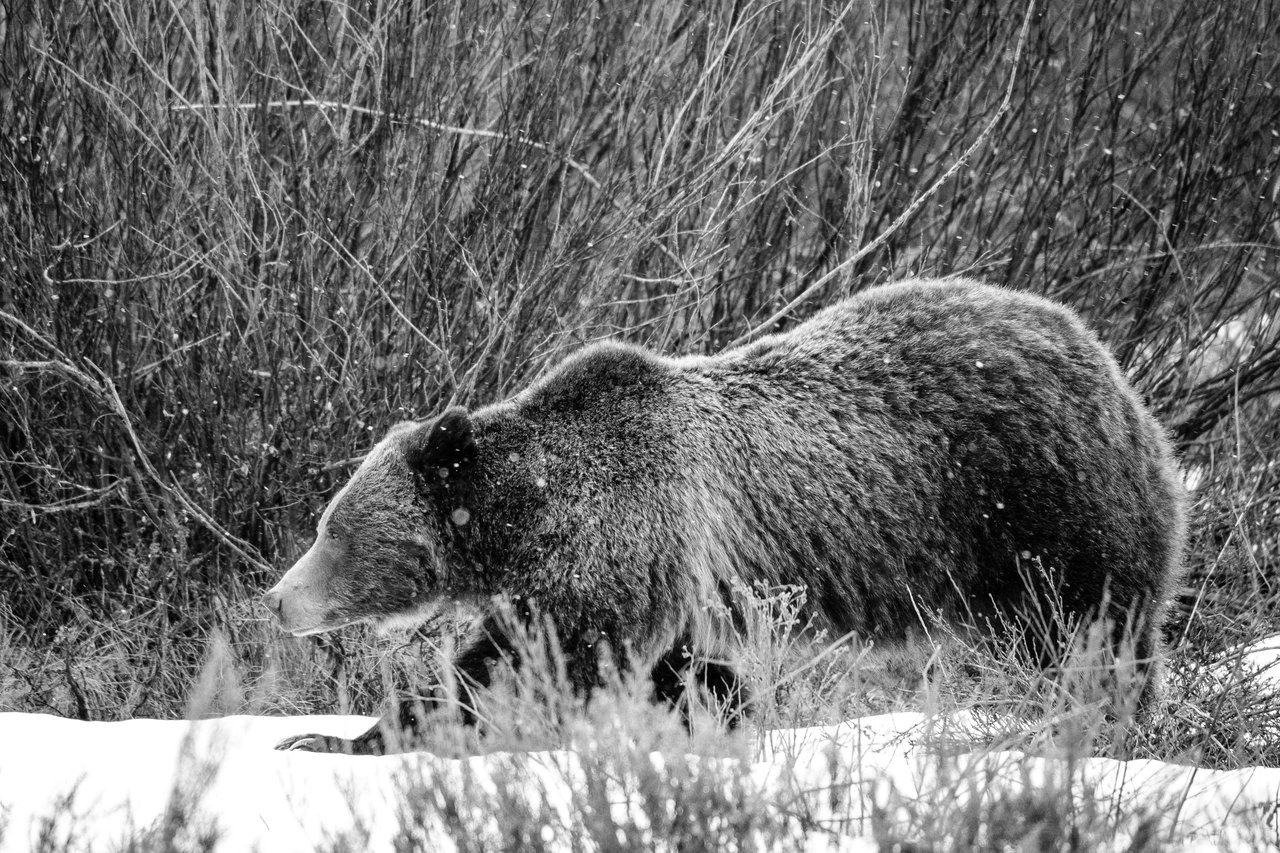 A grizzly bear walking in the snow next to some willows at Grand Teton National Park.