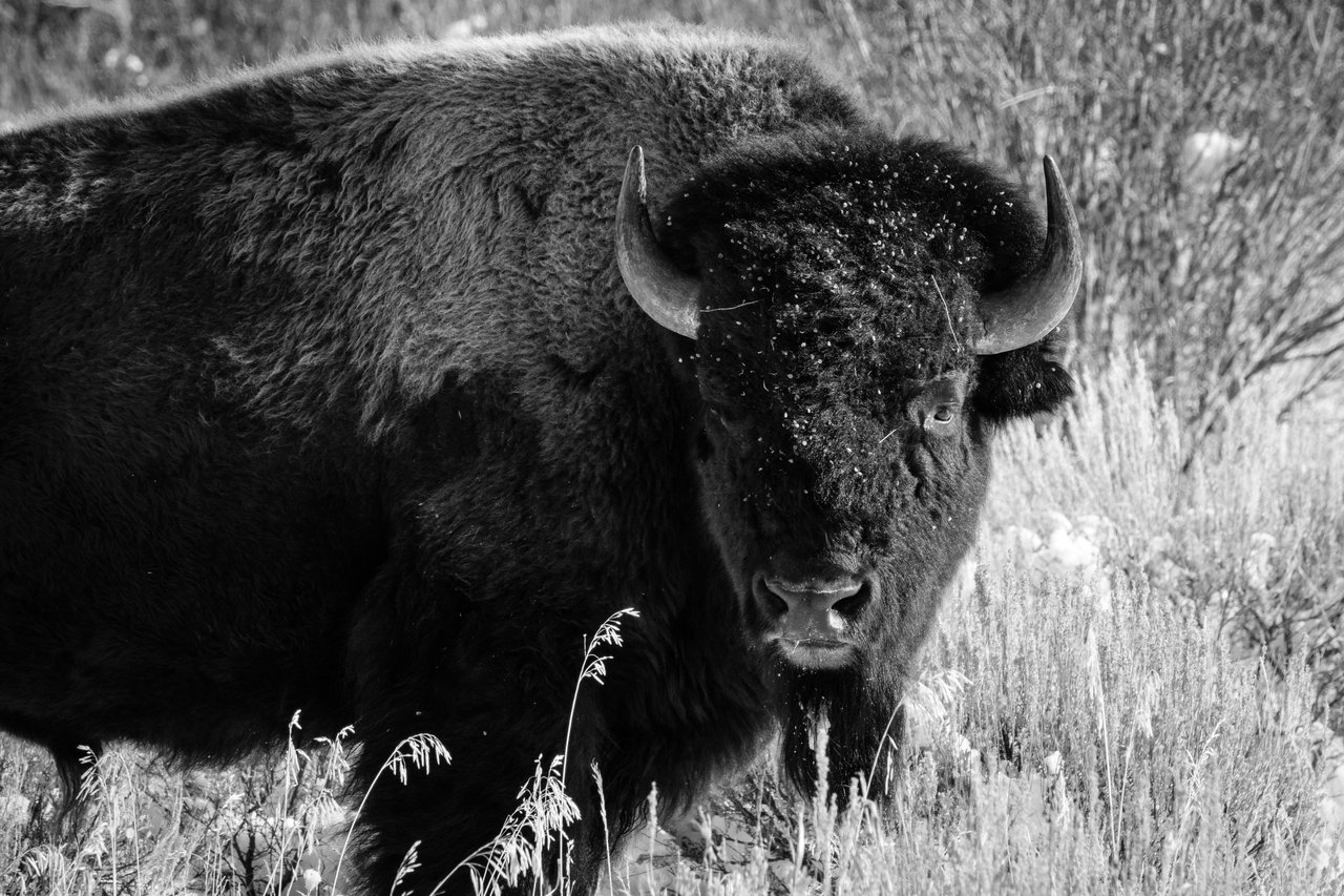A bison grazing on the side of the road at Grand Teton National Park.