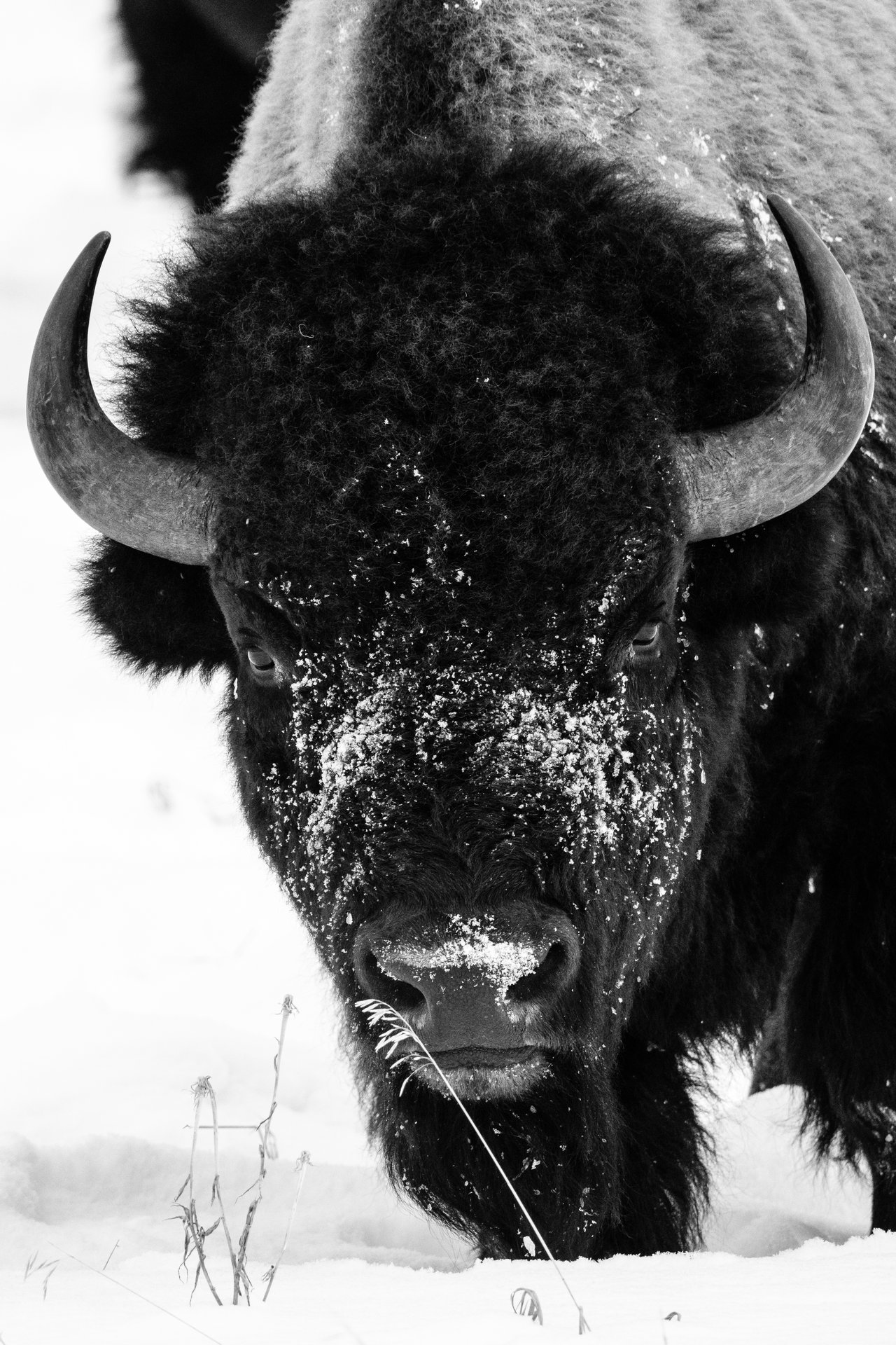 A bison with snow all over its muzzle, looking straight at the camera.
