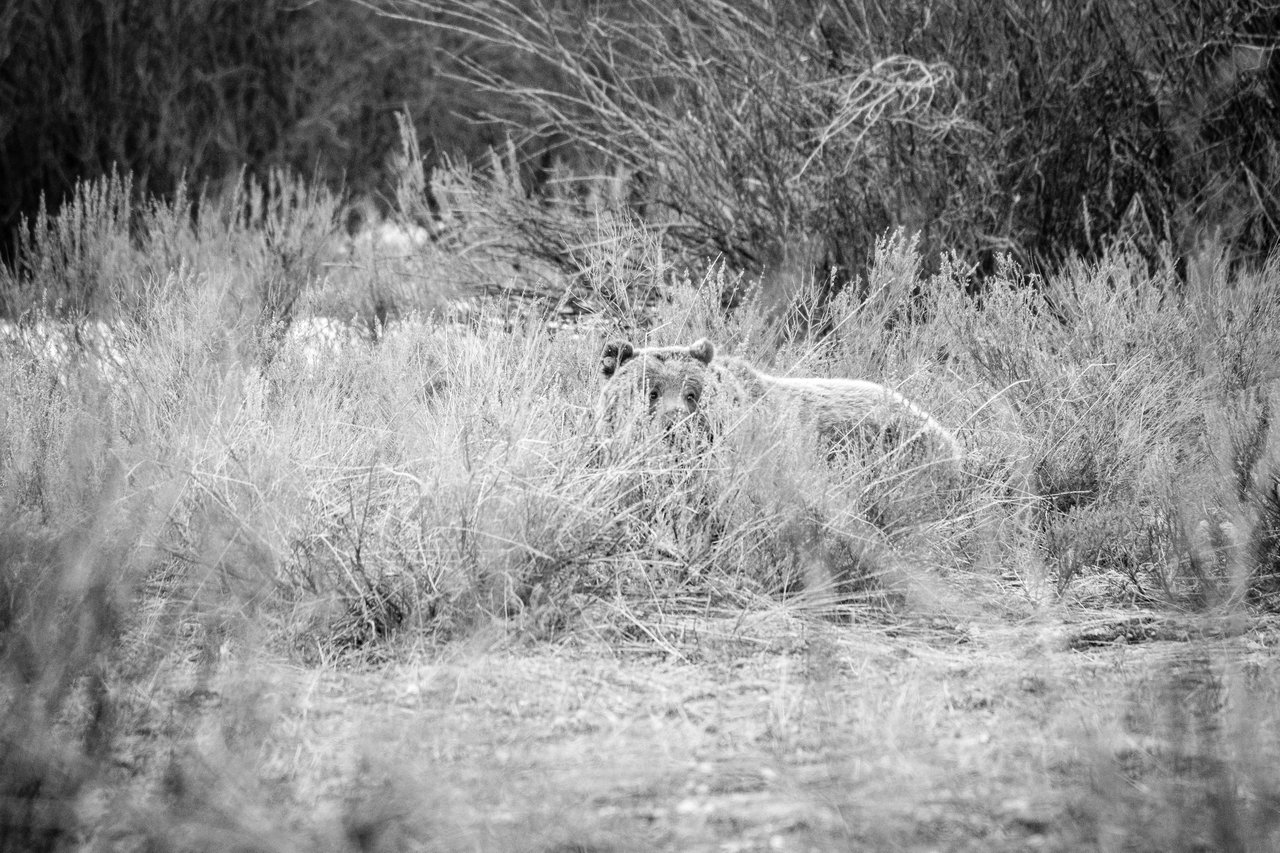 A grizzly bear laying down in the brush so that only his eyes and ears are visible.