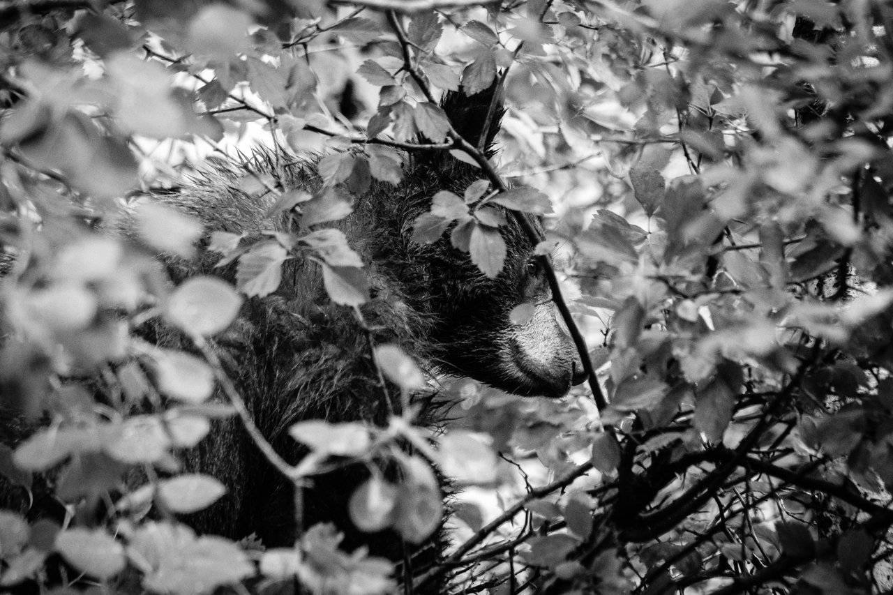 A wet black bear, standing on the branches of a berry bush.