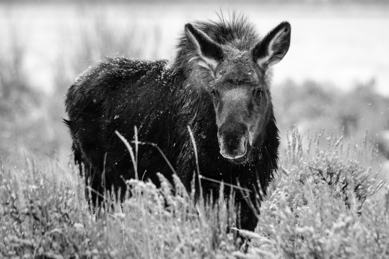 A young moose standing among the sagebrush while it snows lightly, looking towards the camera.