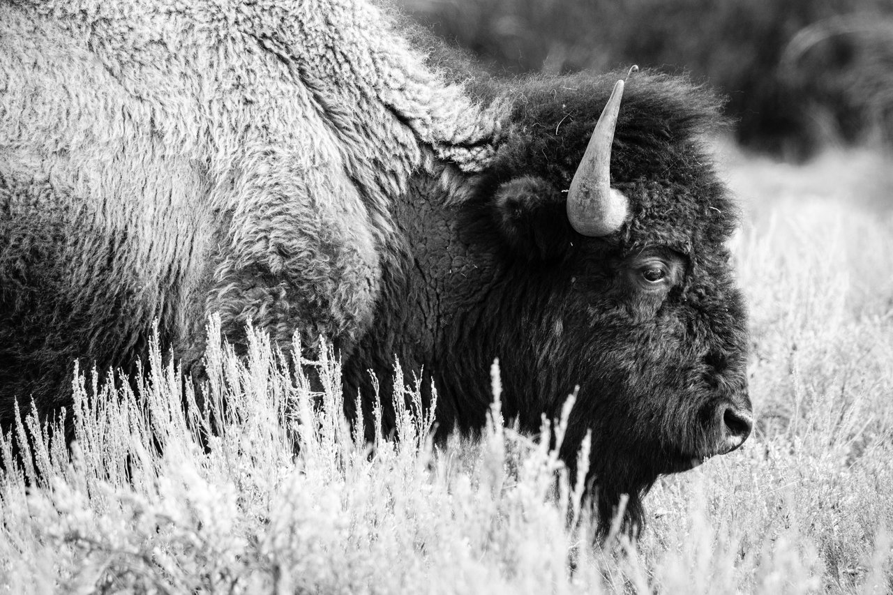 A bison walking among the brush at Grand Teton National Park.