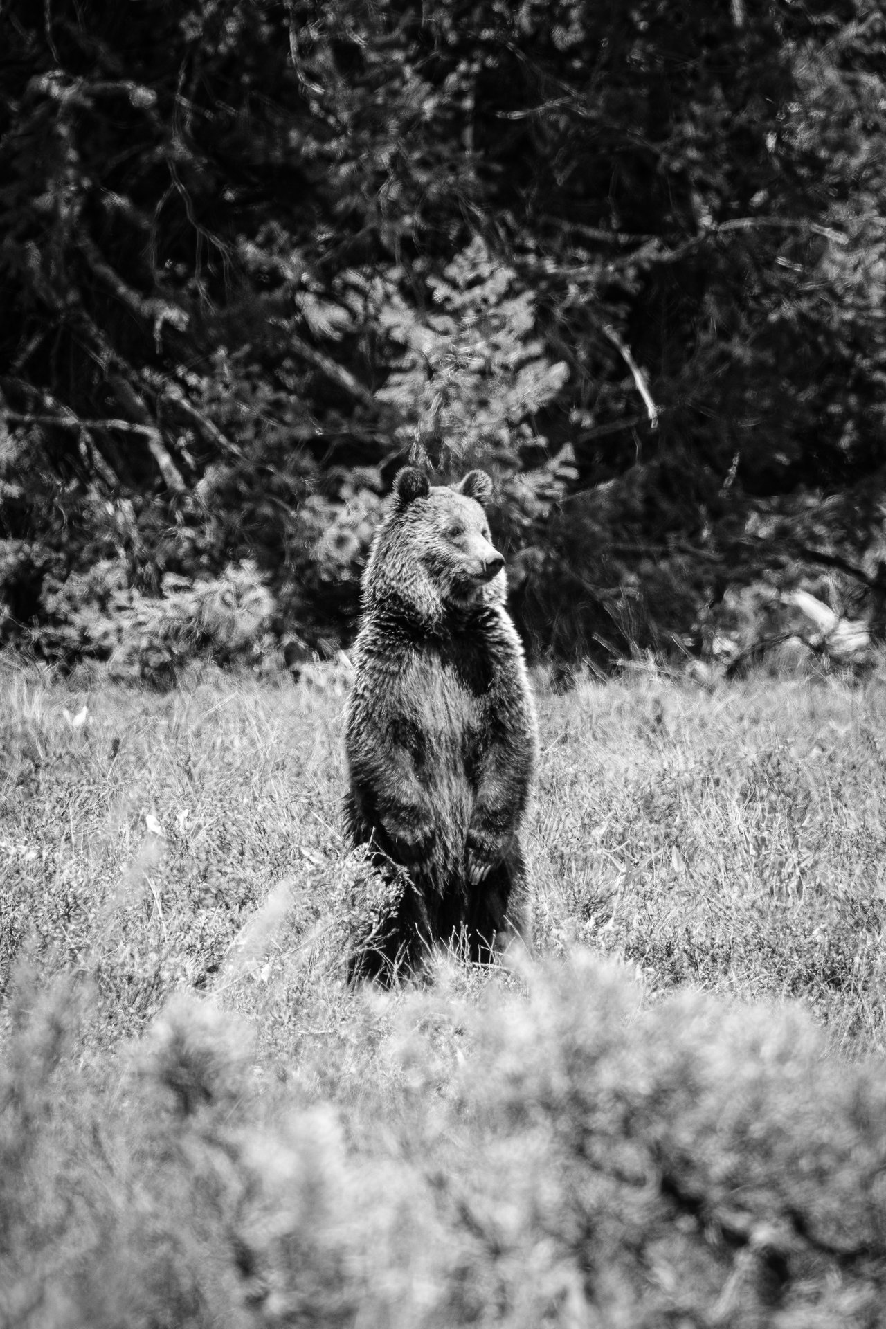 A young grizzly bear standing on its two back legs near Pilgrim Creek Road.