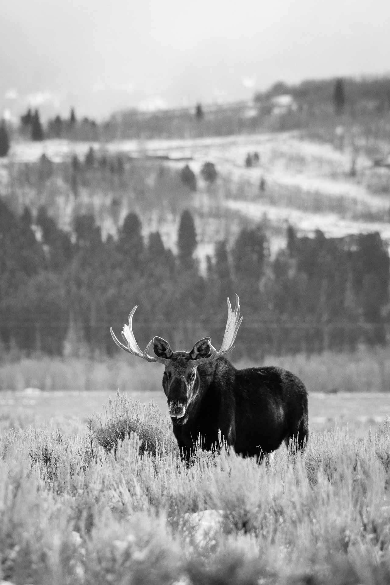 A bull moose standing in sagebrush in front of a hill.