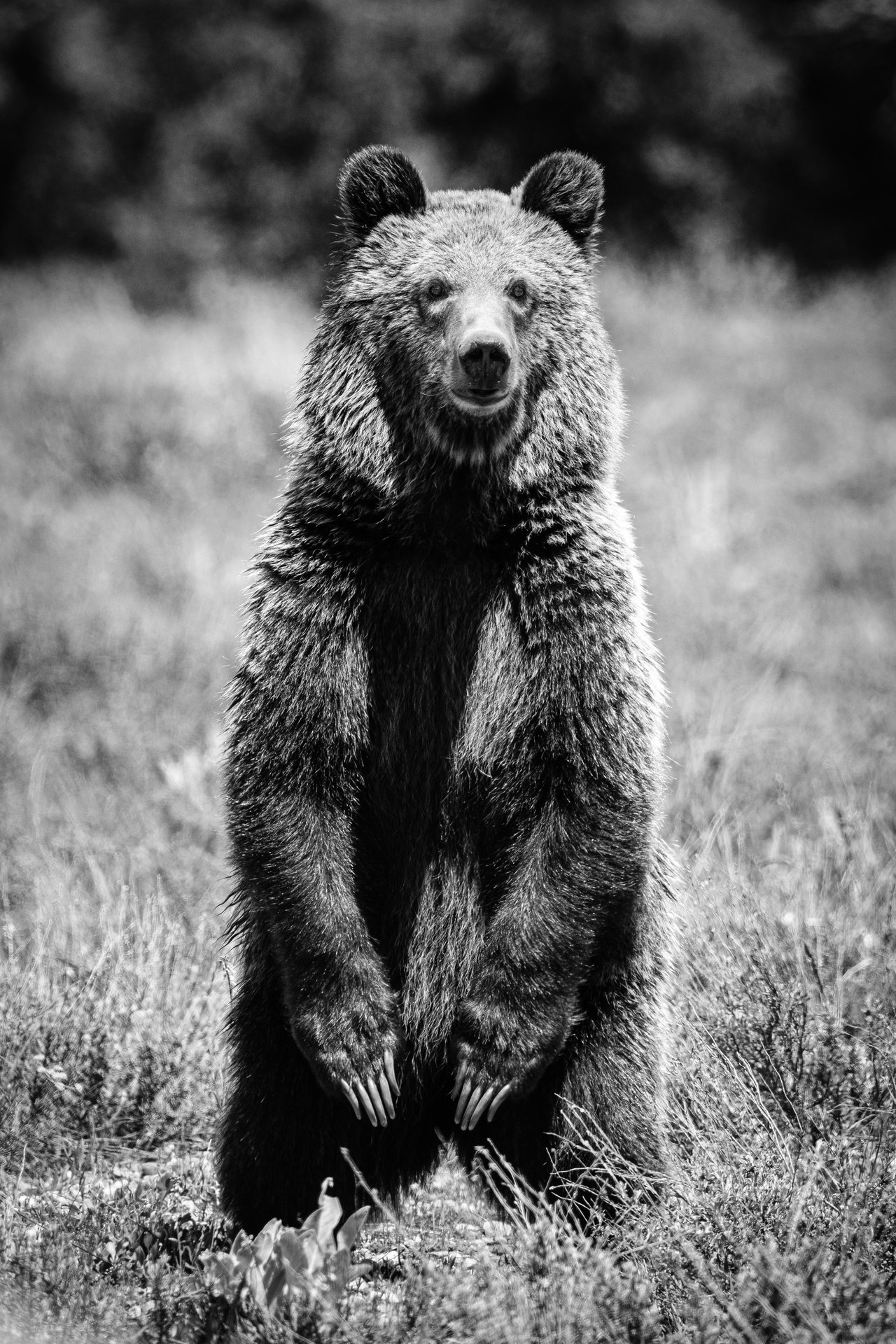 A young grizzly bear standing on its two back legs among the sagebrush.