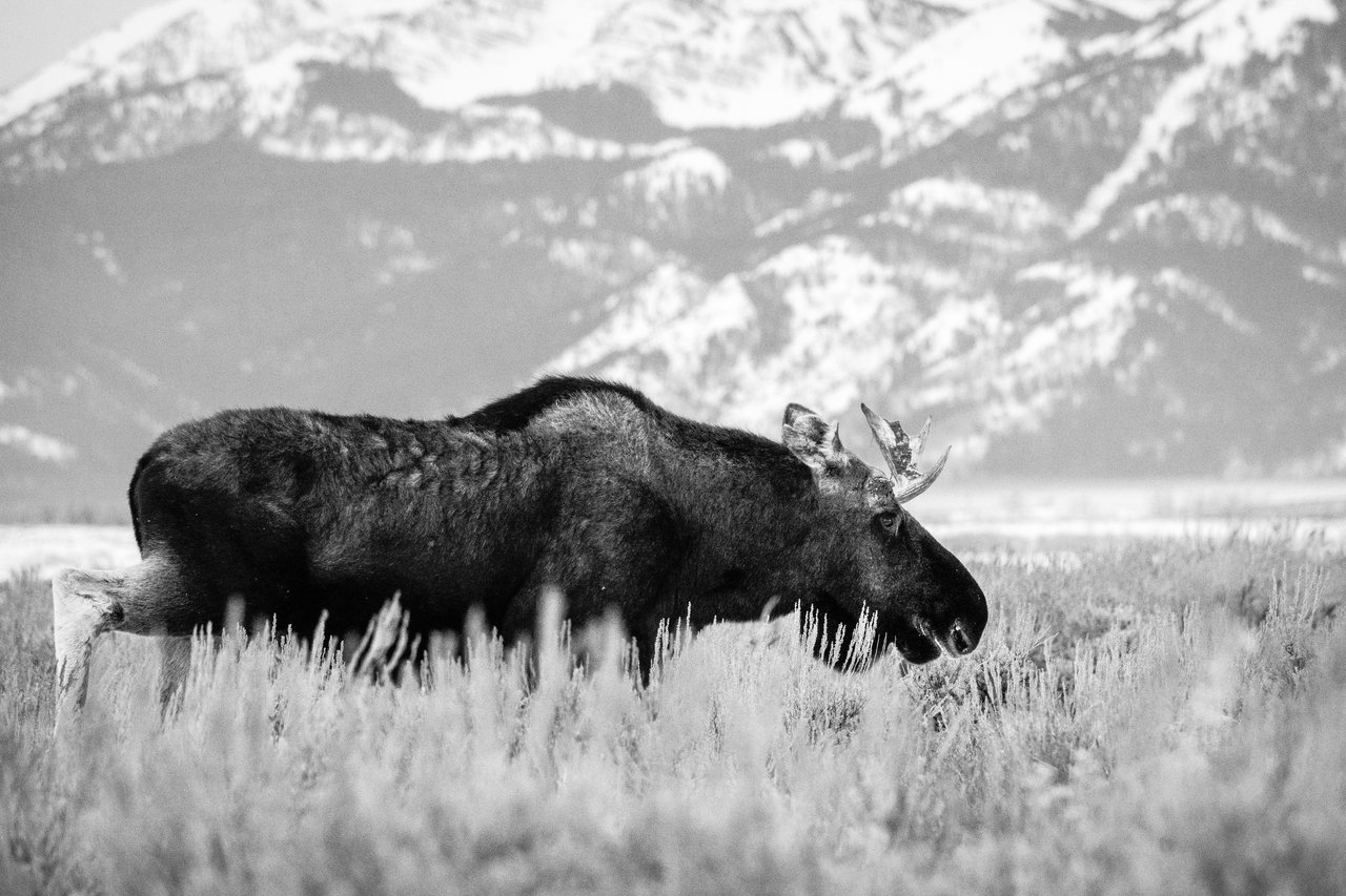 A bull moose walking among the sagebrush at Antelope Flats. His right antler is missing and his right ear is scarred.
