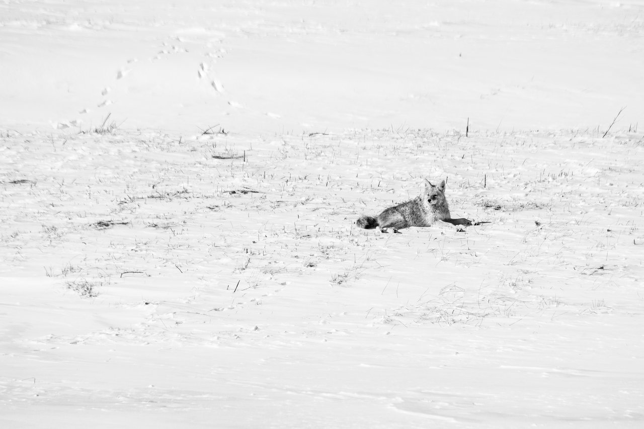 A coyote lying down in the snow at the National Elk Refuge.