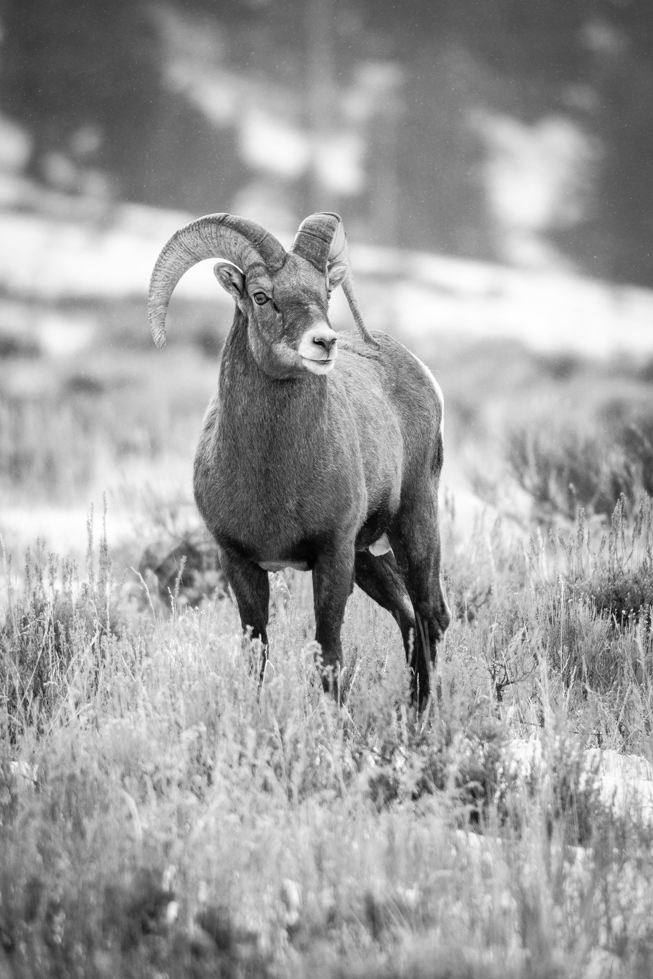 A bighorn ram standing in tall grass partially covered in snow, looking to the right.