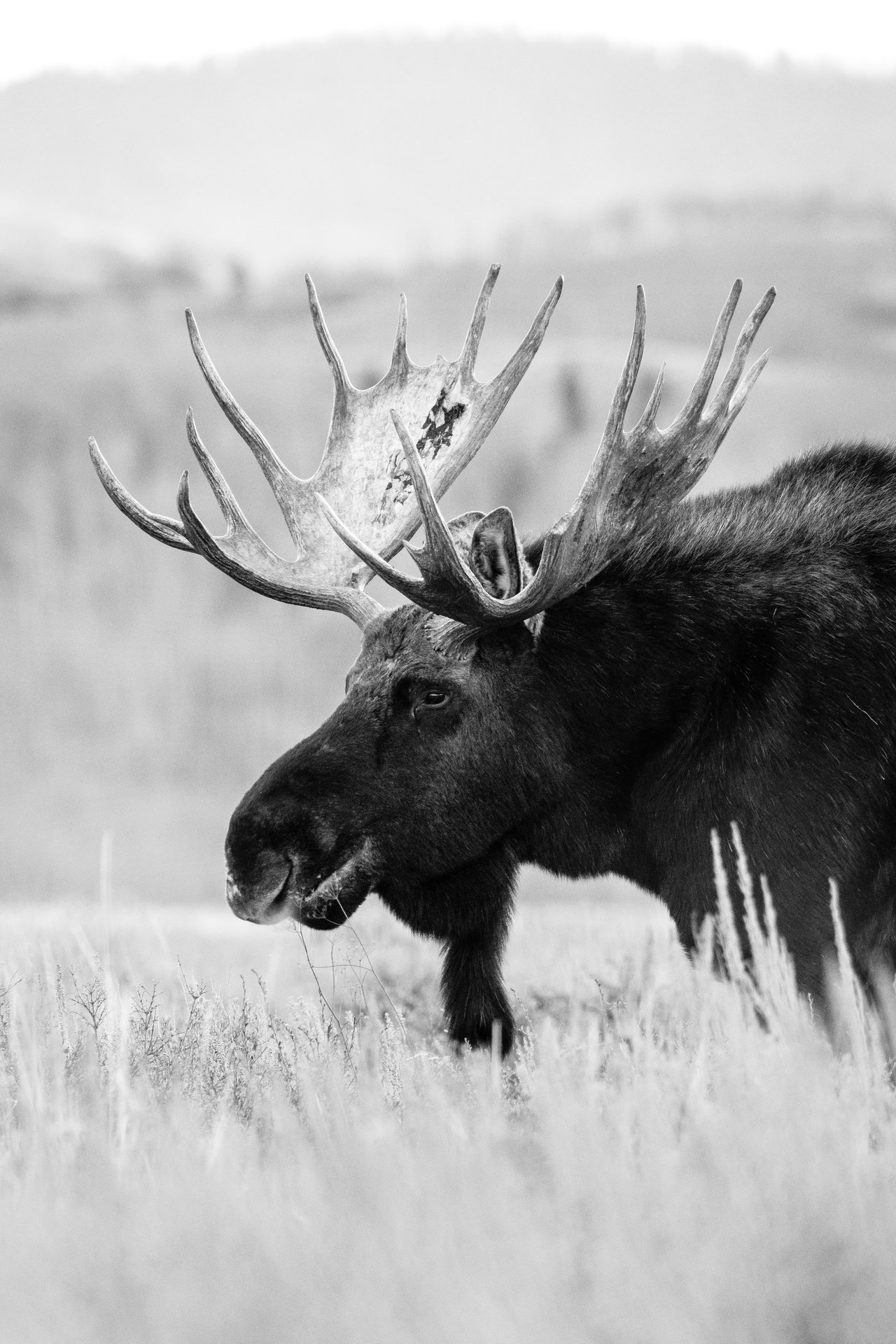 A bull moose walking on Antelope Flats.