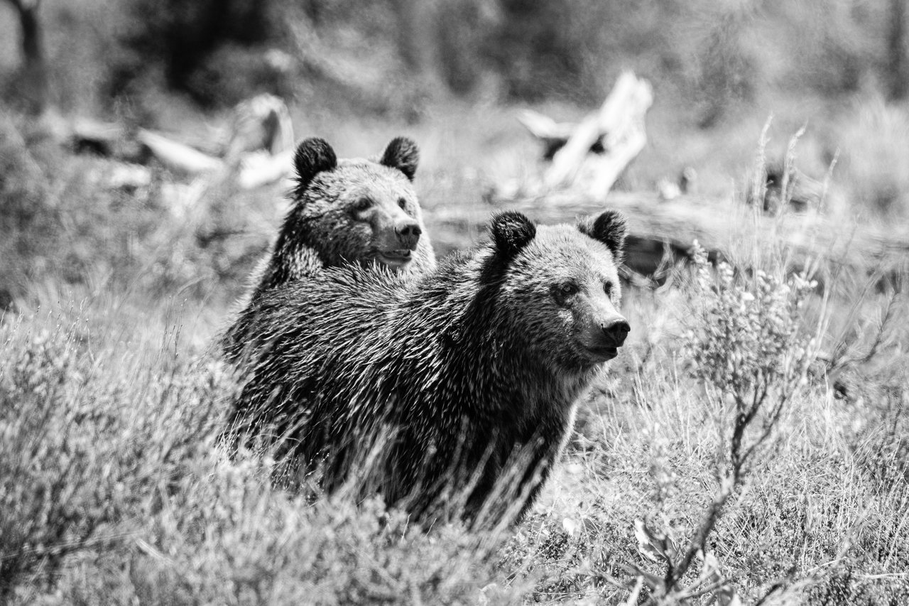 Two young grizzly bear sitting on the sagebrush in front of a fallen tree.
